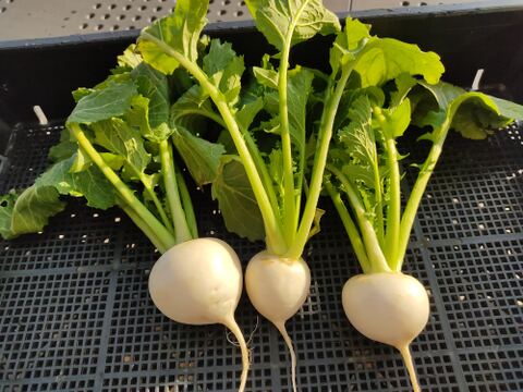 ✨農薬・化成肥料不使用の新鮮芽キャベツ約300g+コカブ約1㎏✨冬の温かい食卓セット😊