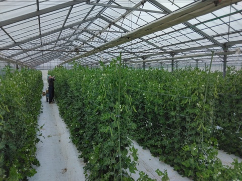 【数量限定3/21発送】『スナップエンドウ』1Kg