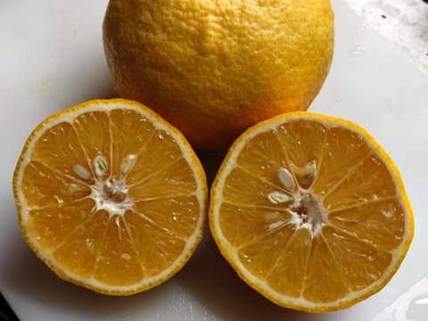 酸味と甘味のバランスが絶妙！自然栽培甘夏　4kg（12〜13個）