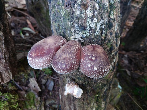 【旬を楽しむお任せ野菜セット】
　水のきれいな京都府福知山の季節ごとの旬野菜とジャガイモ、玉ネギなどの保存野菜を10～15品種 (少量・使い切り)バランスよくお届け！
