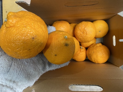 満足度最高！うわじまのデコ（不知火）【家庭用】２．８ｋｇサンプル糖度１３度越え