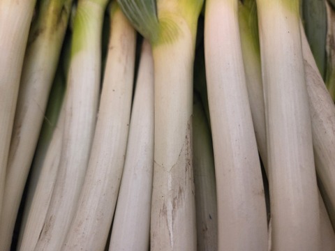 大量消費者向け　自然栽培ネギ　15キロ