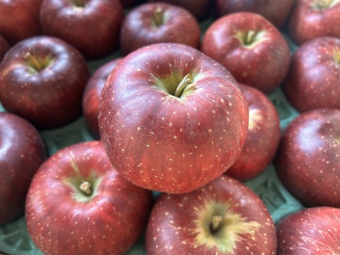 パリッと甘い！山形県産秋映【お試し大玉1.5キロ】