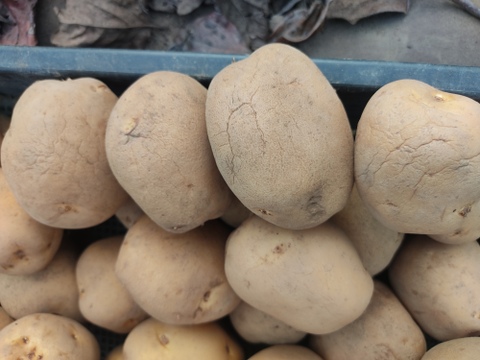 🥔【訳あり・ご家庭用】シワ・芽取り跡あり！ニシユタカ約3kg【S～2Lサイズミックス】｜カレー・肉じゃが・煮込み料理に｜農薬・化成肥料不使用🥔