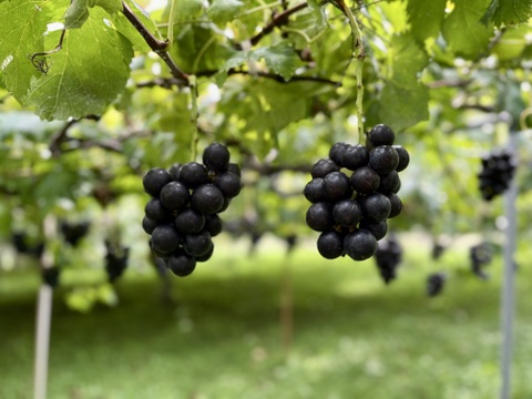 信州の粒ブドウセット【ナガノパープル】×【ピオーネ】の２セット [NpPnW]