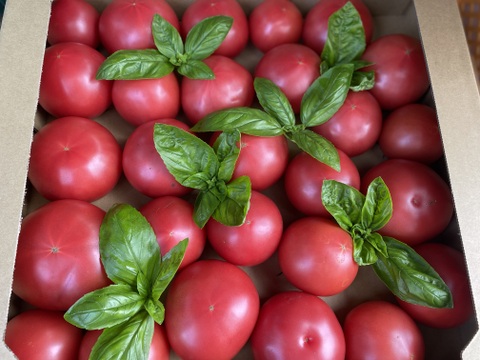 【お得な予約商品3月〜】完熟トマトと訳ありのミックス　約4kg (15〜36玉)【福岡県産トマト】