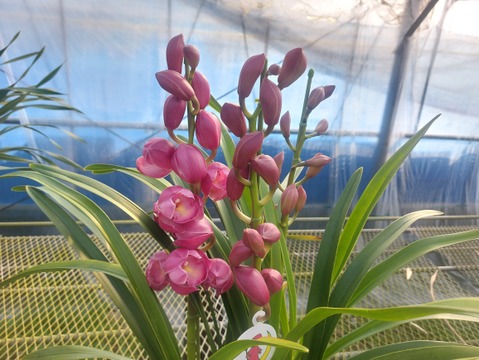 【コンパクトサイズ】シンビジウムスタンダード仕立て3本立