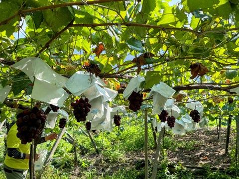 希少品種！富士の輝１房＋シャインマスカット１房
発送予定：9月12日～9月18日