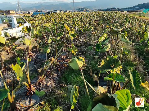 皮ごと茹でて✨美味しい ✨小ぶりな里芋1kg(セレベス:赤目芋)｜農家直送✅｜家庭用🎁❗️
