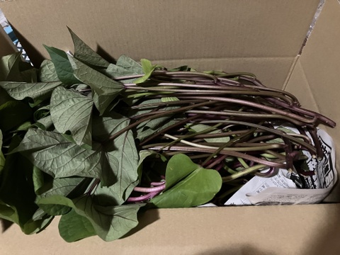 【2026年度予約商品】自然栽培さつまいものツル1.5kg