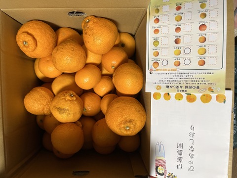 【食べ比べ】3～4種類の春みかん詰め合せ♪春かんきつお楽しみ箱【家庭用(訳あり)】10kg zzz2-10