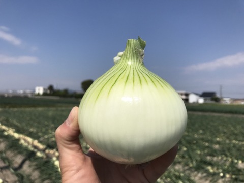 【極甘ジューシー】淡路島 春の新玉ねぎ 20kg箱 約60～80個入