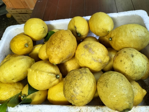 【訳あり】広島県産「これが夏レモン」《約18〜20個入》4kg以上