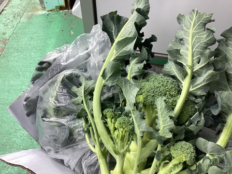 本日21日　最終すぐ出荷80サイズの箱いっぱい！漁師の畑直送茎がおいしいはっぱがおいしい！？常温品同梱はひじき煎餅なども送料そのままで！
