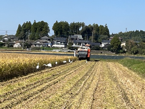 天日塩使用、肥料農薬不使用栽培旭一号玄米10k