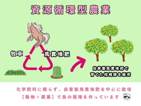 【愛媛県中島産】味濃厚なカラマンダリン　サイズ混合5kg