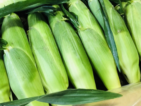 【 父の日ギフト 】朝採り❣️フルーツみたいなミラクルコーン🌽🌽🌽　み・ら・い　(味来)　5kg  (2L〜3Lサイズ　11〜12本)