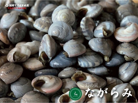 新物幻の貝！ 釜茹でながらみ1k【大サイズ】(ダンベイキサゴ)