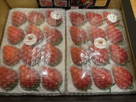 【３年連続金賞受賞！】やよいひめ 2トレー入り 約800g