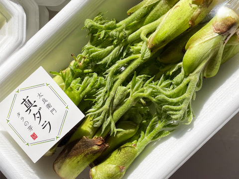 【2月21日頃から発送】タラの芽 300g (100g×3)  真ダラ 西根の森 数量限定 収穫直後の新鮮なタラの芽をお届け
