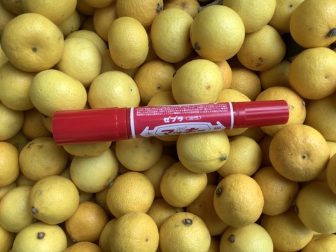 【2026年】【希少】熟成ハウス湘南ゴールド2kg  3Sサイズ(直径3.9〜3.5cm)【幻のオレンジ】超小玉