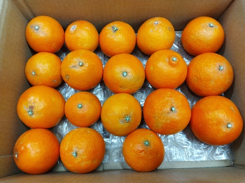 樹上完熟まどんな　家庭用Ｂ品　愛媛果試第28号　3キロ