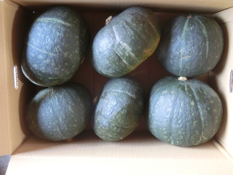 《菌ちゃん農法》北海道富良野産かぼちゃ【クリリン】　1０ｋｇ箱(4～7玉入）