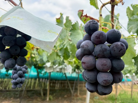 甲斐キング、サンシャインレッド、スカーレット、クイーンニーナ、マスカ・サーティーン、富士の輝、マイハート他　粒
◎カップサイズ２種類　大（約280g)×３個 ＋中（約180g）×４個　合計７個