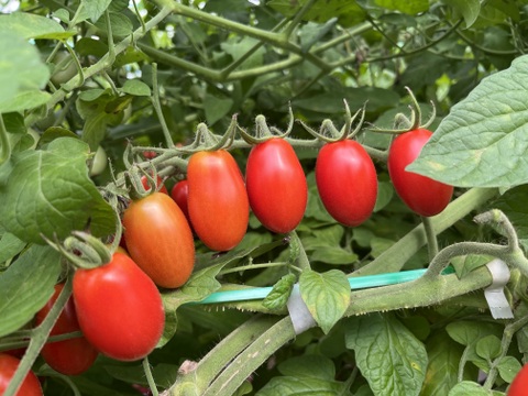 新鮮！ミニトマト『アイコ』800g