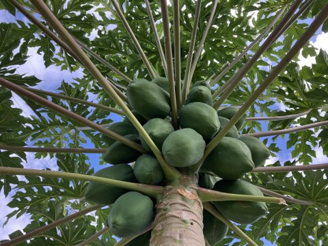 沖縄ちゃ〜がんじゅう農園の「青パパイヤ3㎏」：沖縄県産のその他青