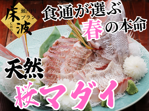 【春鯛の走りをたっぷり味わう】今季初の本格便『天然国産桜マダイ』長州床波ブランド大容量パッケージ約700g【3月上中旬予約】