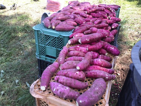 2026年桜島産農薬.化学肥料不使用桜島大根玉1個（5キロ）紅はるか5キロ詰め合わせ