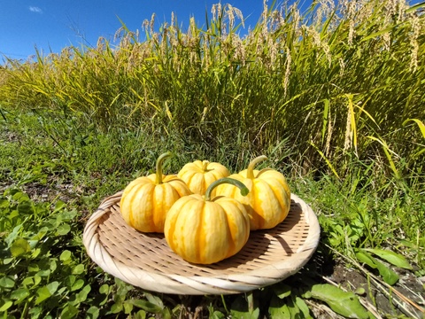 プッチーニ（約1kg 3〜5玉 ）🖤ねっとり甘い可愛いカボチャ【冬ギフト】
