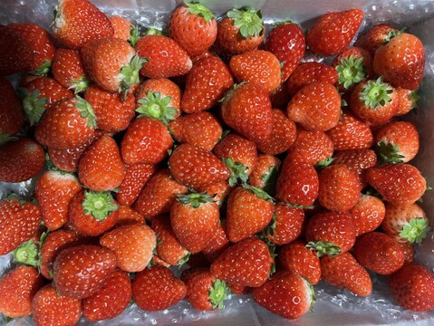 とちあいか（MSサイズミックス） 【約1kg】