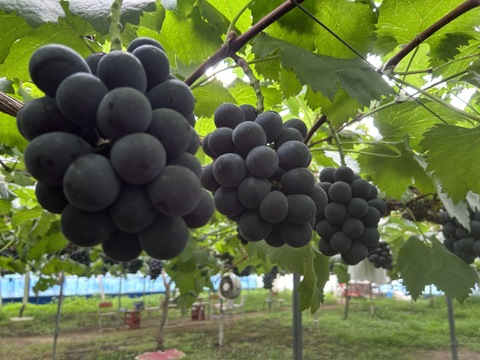 🍇訳あり・粒ピオーネ🍇  約1.5kg【岡山県産】種なしぶどう【ニューピオーネ】