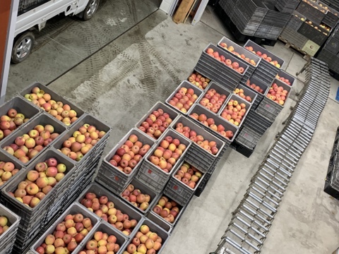 採れたてりんご【家庭用10kg】信州産完熟ふじ🍎
