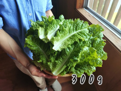 奥出雲産自然栽培サンチュ(300g)