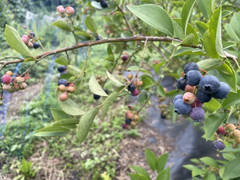 【有機JAS認証ブルーベリー200g】小粒ですが、アロマが強い品種ミックス！貴重な京都大原産サイズ不揃いですが、朝摘みを昨日発送で生食できる鮮度最高のブルーベリーです！2個までなら送料同額でお得です！