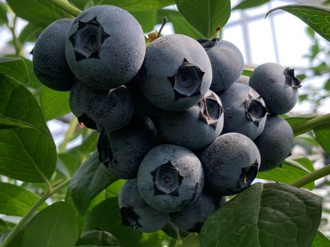 「パリッ！」とした食感　人気の特大粒～大粒ブルーベリーユーリカ 110g×４パック化粧箱入り