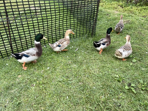 訳ありお買い得！山育ちジャガイモ『きたあかり』2kg◎農薬化学肥料不使用