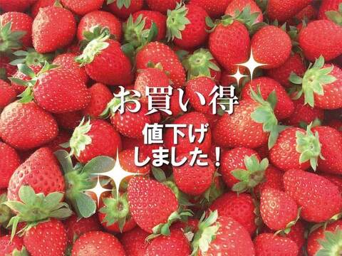 《パクパクが止まらない♪》小粒ちゃんイチゴ 埼玉県羽生市産