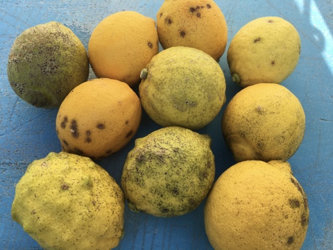 訳あり瀬戸内海の島レモン（農薬・除草剤・化学肥料不使用）1kg