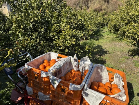 【市場にほぼ出回らない】甘平《ご家庭用 2kg》｜柑橘史上トップクラスの甘さ×“シャキッと食感”｜愛媛・西宇和産