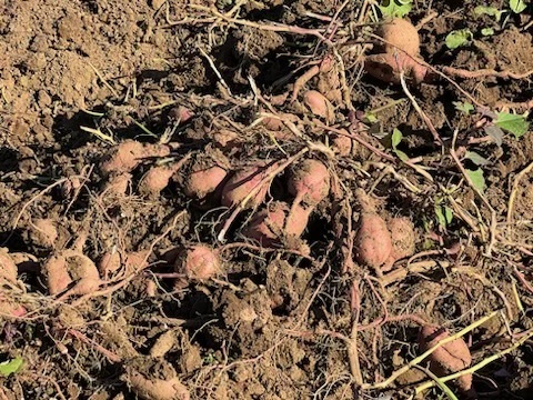 秋の味覚を贅沢に食べ比べ！比べて楽しい！美味しい！長崎県五島産有機さつまいも【紅はるか・紅あずま・安納芋】ご家庭用・5kg(15本前後)