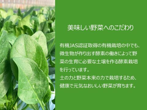 有機JAS認証取得『有機小松菜パウダー 50g × 2袋』 野菜 パウダー オーガニック 農薬無散布 無添加