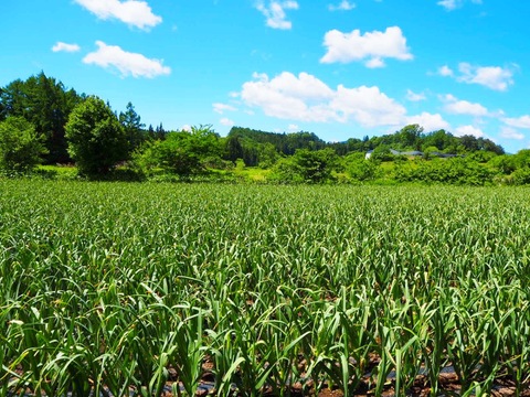 素揚げが大好評！田子町産にんにく15玉