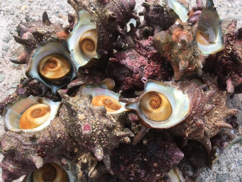これぞ日本海の荒波で育ったホンモノの天然もの「佐渡産天然活サザエ」5kg入（約30
～40個入り）