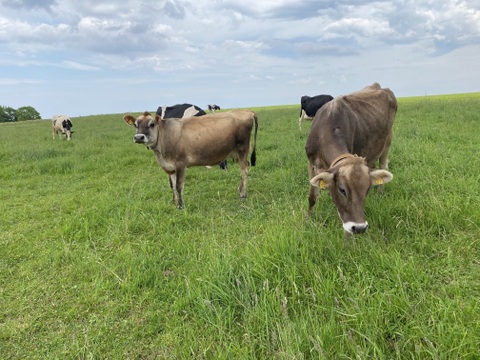 有機JAS認定｜北海道産 交雑牛｜焼肉用 200g