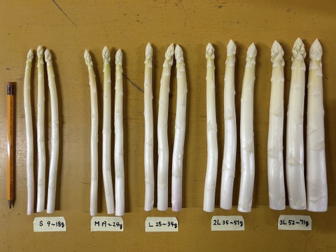 (W3L0.5kg)[有機JASホワイトアスパラガス]カルデラの貴婦人(北海道)(極太)(春芽)