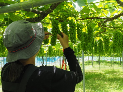 【朝どれ】予約開始！！ご家庭用に★訳あり完熟ぶどうデラウェア、ジャム・スムージーなどにも❗